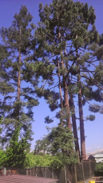 Tree Techs BY THE BAY