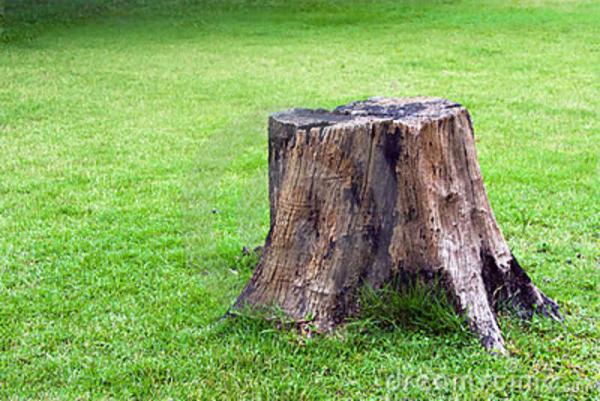 Appleton Tree Service WI