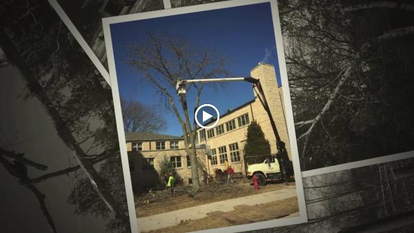 Appleton Tree Service WI