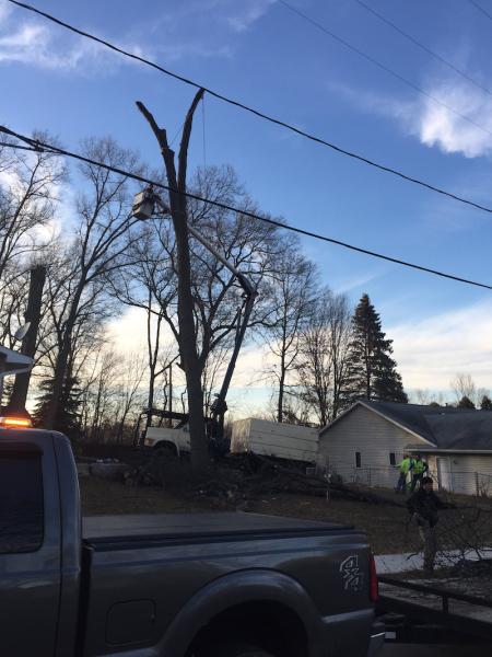 Appleton Tree Service WI