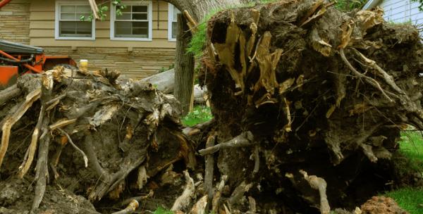 Spartanburg Tree Care