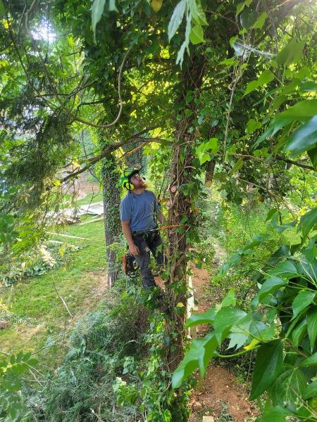 JSI Tree Service LLC