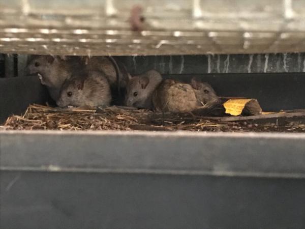 West Coast Pest Pros