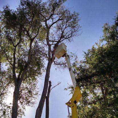 Wind Tree Service
