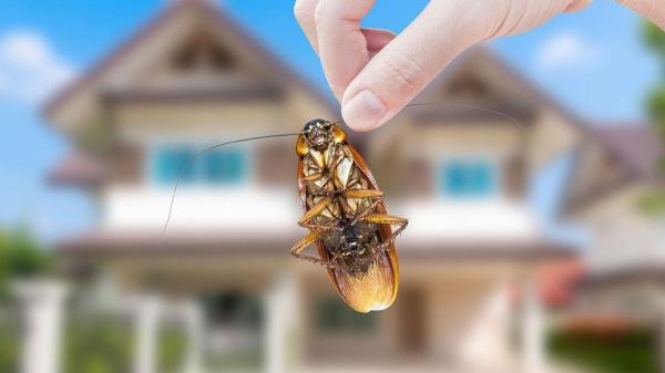 Integrated Pest Services