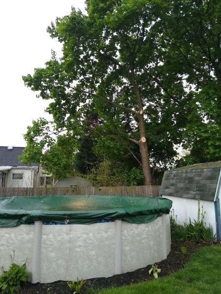 Out On A Limb Tree Care