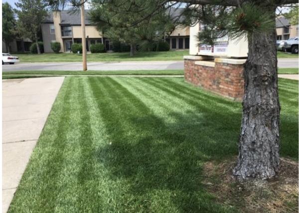 Lavishing Lawn's