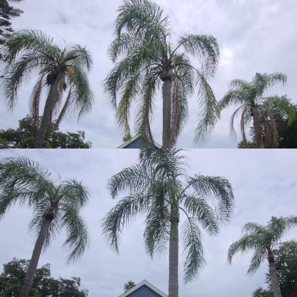 The Trusted Traveling Tree Trimmers LLC