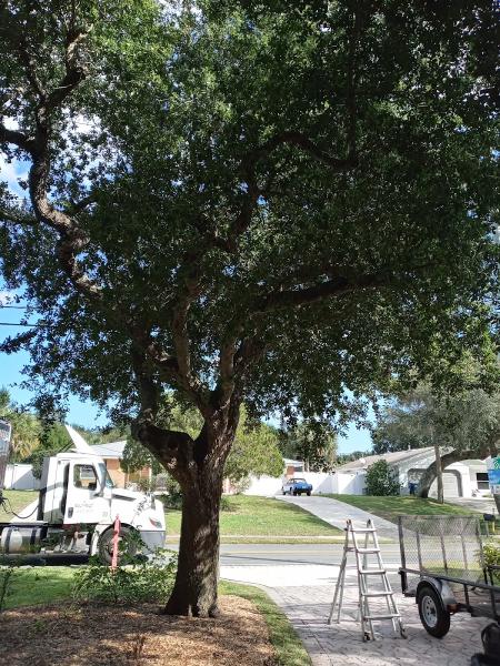 Sampson and Sons Lawn Care and Tree Work