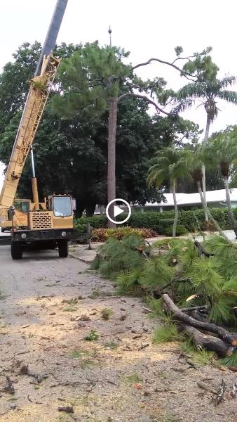 Cj's Tree Service