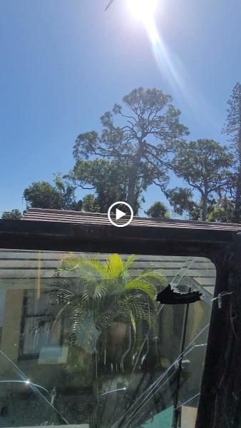 Cj's Tree Service