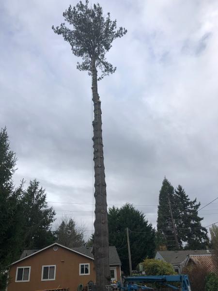 Urban Arborist