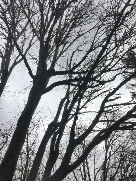 Urban Arborist
