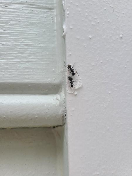 Bug-n-a-Rug Exterminators