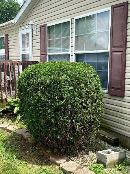 Jungle Busters Lawn Care LLC