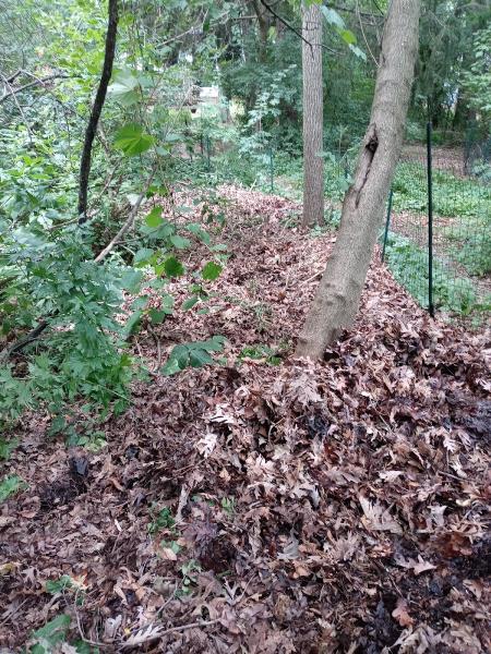 Razor Sharp Tree Service & Lawn Care