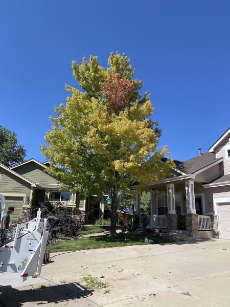 Absolute Tree Care
