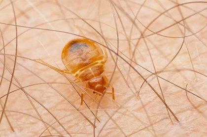 Healthy Homes Exterminating