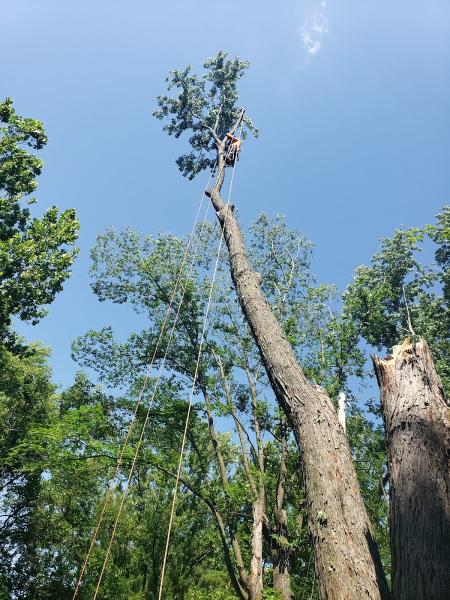 A&M Tree Services LLC