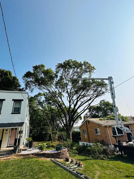 A&M Tree Services LLC
