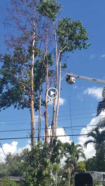 Jireh Tree Care LLC