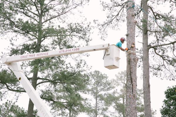 Cruz Tree Solutions and More