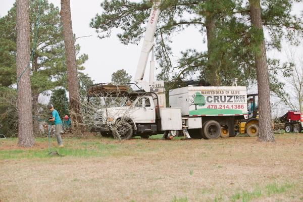 Cruz Tree Solutions and More