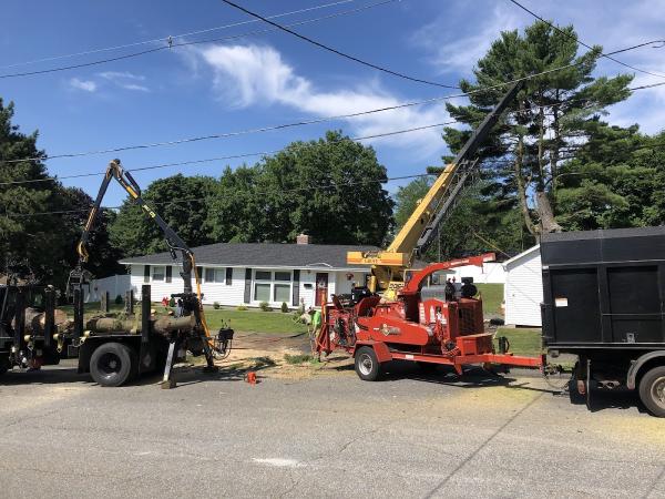 Maribito Tree Services