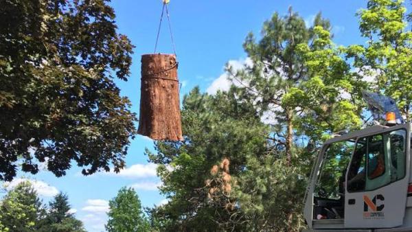 Monkeyman's Tree Service