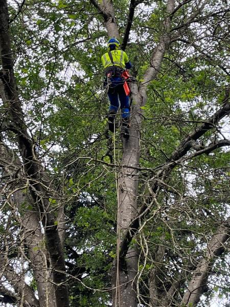 Monkeyman's Tree Service