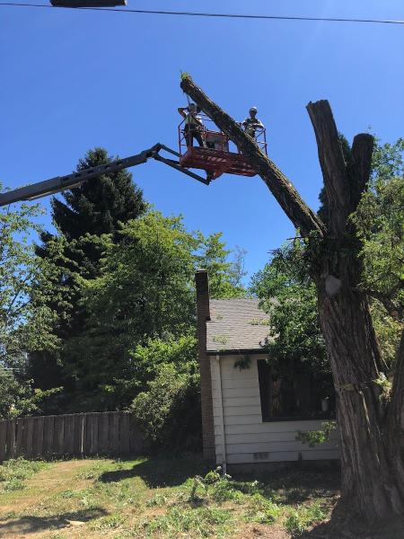 Monkeyman's Tree Service