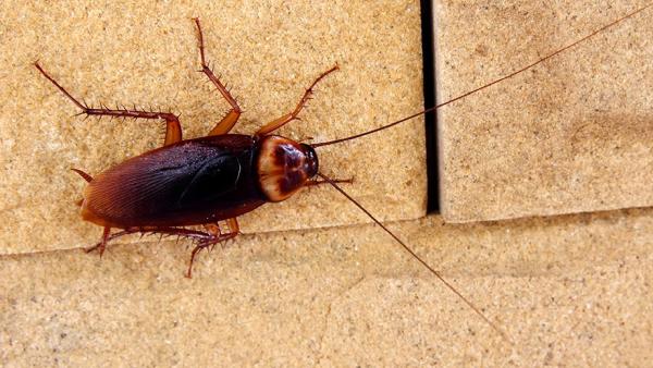 Big Blue Bug Solutions