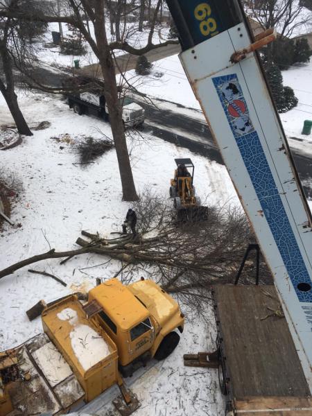 Joey d'S Tree Service LLC