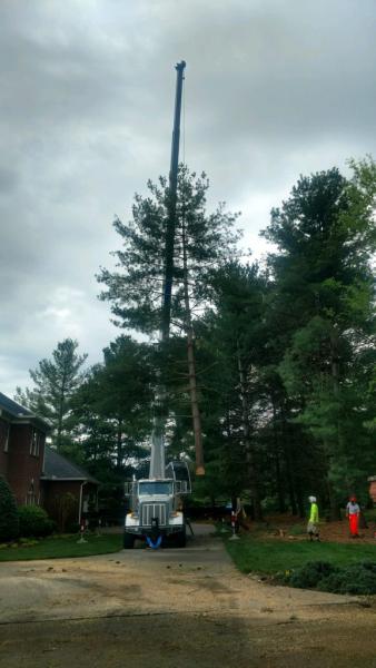 East TN Tree Service & Tree Removal