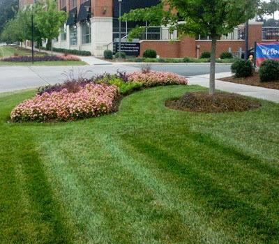 Custom Landscapes
