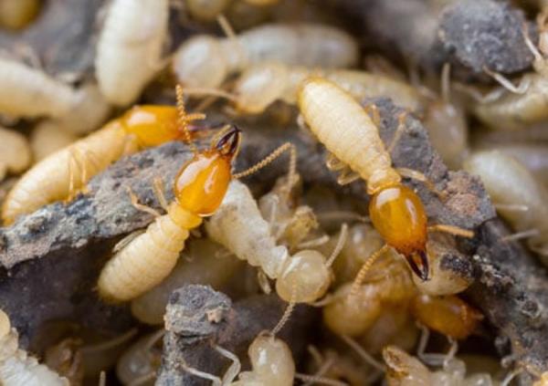 Independent Pest Solutions