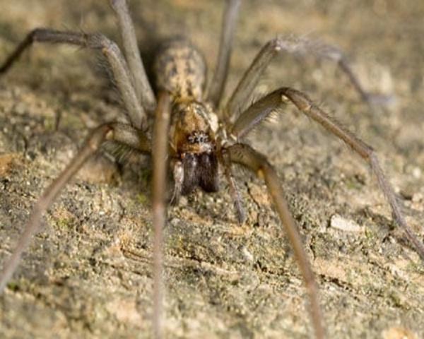 Independent Pest Solutions