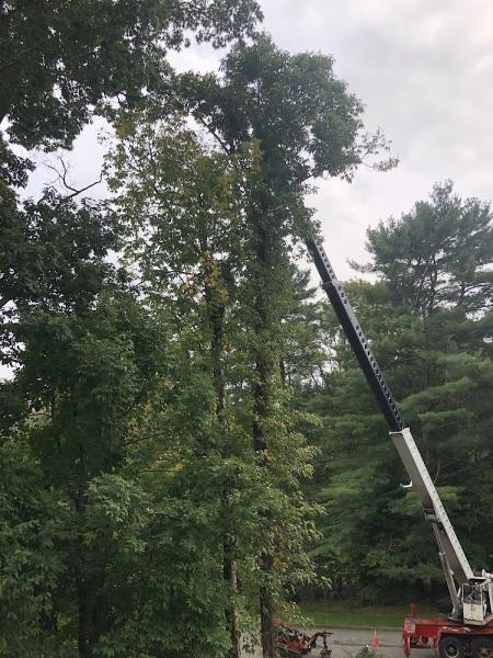 RJS Tree Service