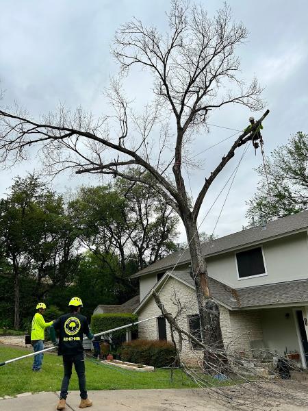 Tree Service & Consulting LLC
