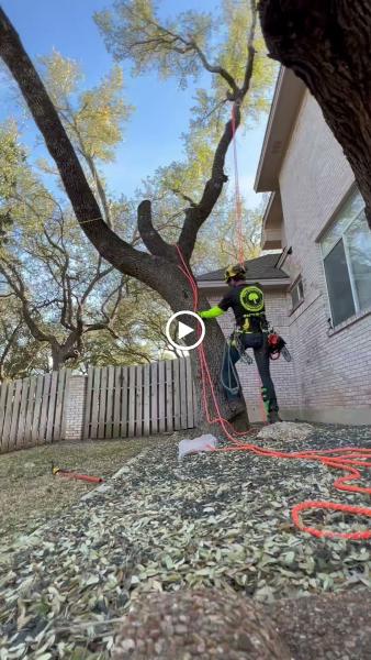 Tree Service & Consulting LLC