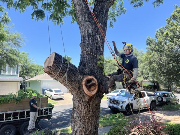Tree Service & Consulting LLC