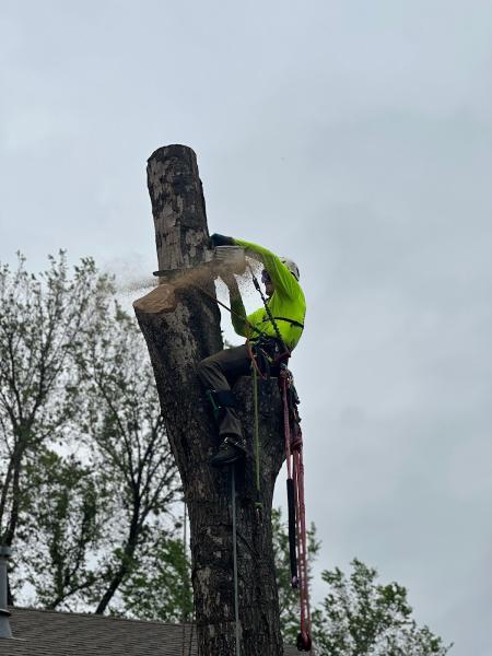 Tree Service & Consulting LLC