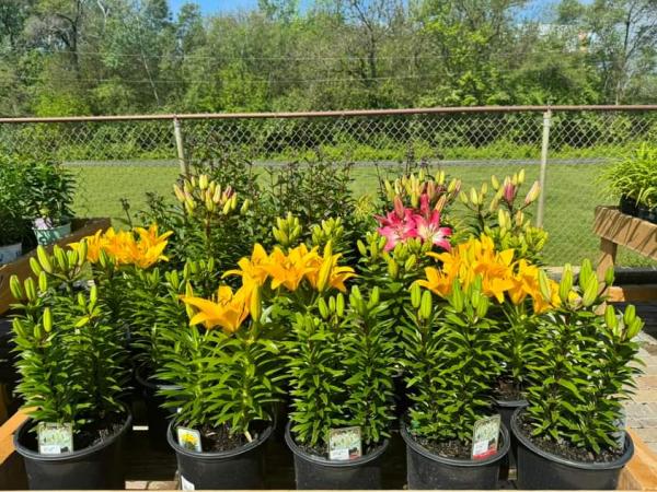 Forever Green Landscape Center