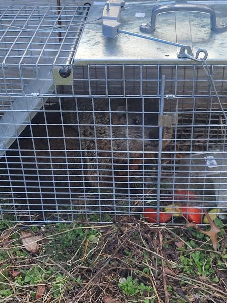 Pest Express LLC