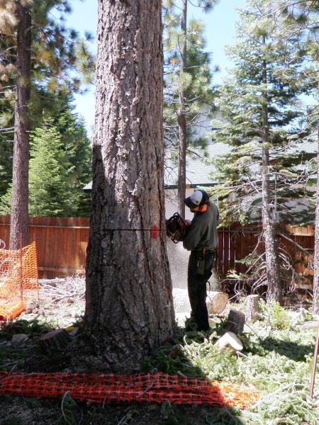 Armstrong Tree Service