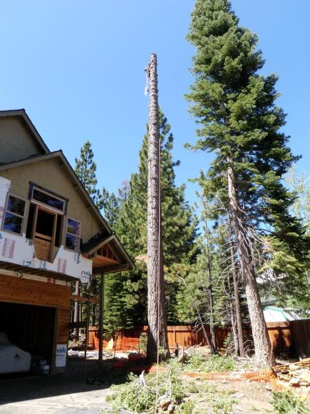 Armstrong Tree Service