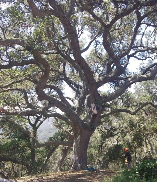 Nonella's Tree Service