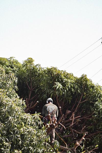 Tree Concepts Hawaii LLC