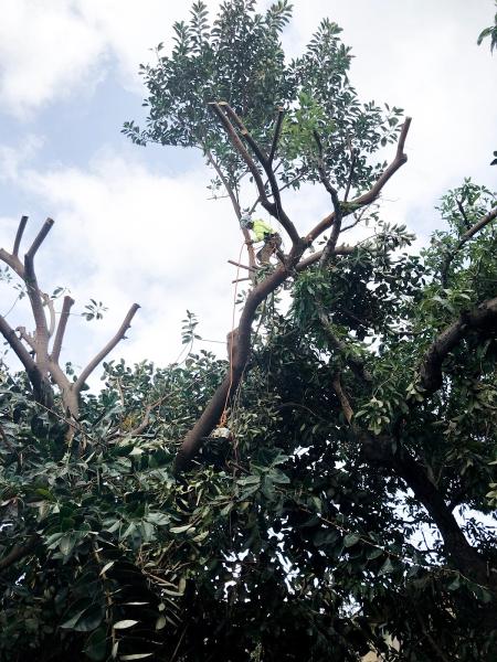 Tree Concepts Hawaii LLC