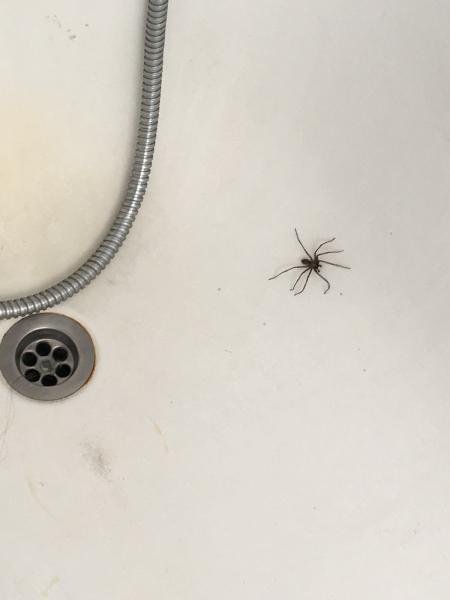 IPS Pest Control Hesperia